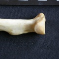 Radius: proximale part (1044 visits) Panthera pardus - Male - Adult - Right elementCollection: Department d'Osteology of National Museum ... Radius: proximale part