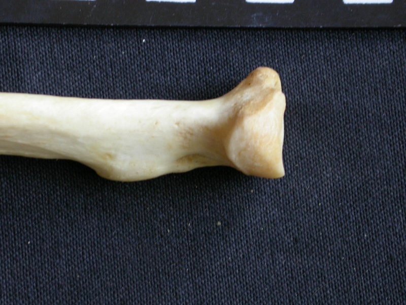 Radius: proximale part (1044 visits) Panthera pardus - Male - Adult - Right elementCollection: Department d'Osteology of National Museum ... Radius: proximale part
