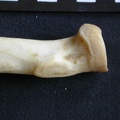 Radius: proximale part (1032 visits) Panthera pardus - Male - Adult - Right elementCollection: Department d'Osteology of National Museum ... Radius: proximale part