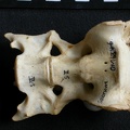Sacrum (1181 visits) Panthera pardus - Male - AdultCollection: Department d'Osteology of National Museum of Kenya, Nairob... Sacrum