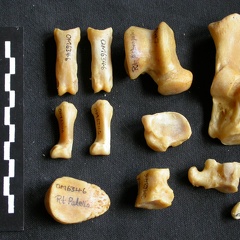 Tarsus and phalanges (6386 visits) Panthera pardus - Male - Adult - Right elementsCollection: Department d'Osteology of National Museum... Tarsus and phalanges