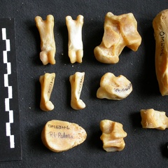 Tarsus and phalanges (5917 visits) Panthera pardus - Male - Adult - Right elementsCollection: Department d'Osteology of National Museum... Tarsus and phalanges