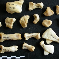 Carpus and phalanges (31694 visits) Panthera leo - Adult female - Right elementsCollection: Aberdares (Id:OM7713) - Country: Kenya Carpus and phalanges