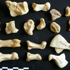 Carpus and phalanges (32590 visits) Panthera leo - Adult female - Right elementsCollection: Aberdares (Id:OM7713) - Country: Kenya Carpus and phalanges