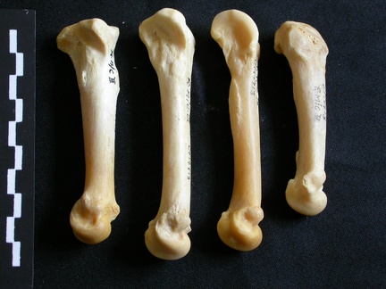 Metacarpals (1601 visits) Panthera leo - Adult female - Right elementsCollection: Aberdares (Id:OM7713) - Country: Kenya Metacarpals