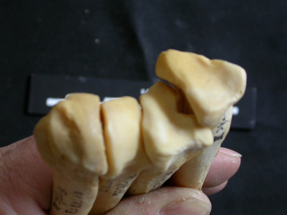 Metacarpals: proximale part (1645 visits) Panthera leo - Adult female - Right elementsCollection: Aberdares (Id:OM7713) - Country: Kenya Metacarpals: proximale part