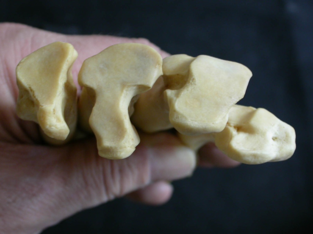 Metatarsals: proximale part (1800 visits) Panthera leo - Adult female - Right elementsCollection: Aberdares (Id:OM7713) - Country: Kenya Metatarsals: proximale part