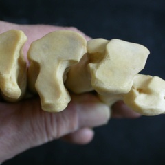 Metatarsals: proximale part (1802 visits) Panthera leo - Adult female - Right elementsCollection: Aberdares (Id:OM7713) - Country: Kenya Metatarsals: proximale part