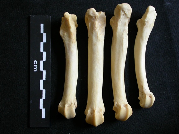 Metatarsals (1657 visits) Panthera leo - Adult female - Right elementsCollection: Aberdares (Id:OM7713) - Country: Kenya Metatarsals