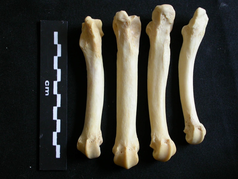 Metatarsals (1657 visits) Panthera leo - Adult female - Right elementsCollection: Aberdares (Id:OM7713) - Country: Kenya Metatarsals
