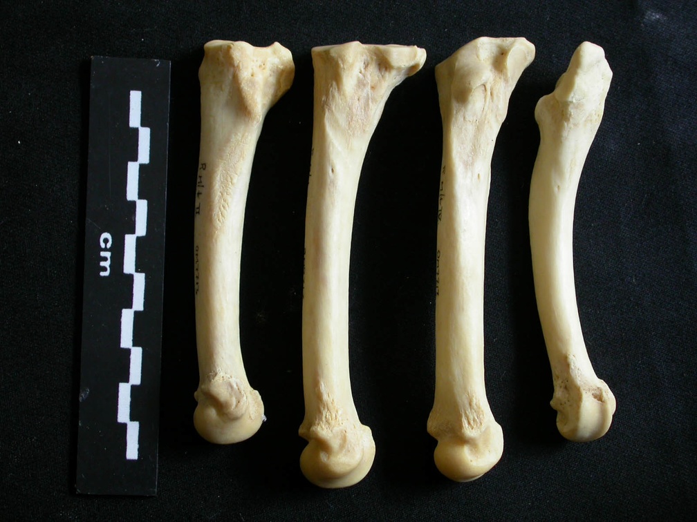 Metatarsals (1745 visits) Panthera leo - Adult female - Right elementsCollection: Aberdares (Id:OM7713) - Country: Kenya Metatarsals