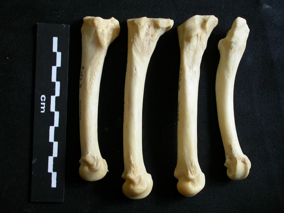 Metatarsals (1688 visits) Panthera leo - Adult female - Right elementsCollection: Aberdares (Id:OM7713) - Country: Kenya Metatarsals
