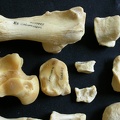 Tarsus (6614 visits) Panthera leo - Adult female - Right elementsCollection: Aberdares (Id:OM7713) - Country: Kenya Tarsus