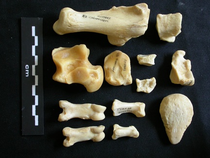 Tarsus and phalanges (15457 visits) Panthera leo - Adult female - Right elementsCollection: Aberdares (Id:OM7713) - Country: Kenya Tarsus and phalanges
