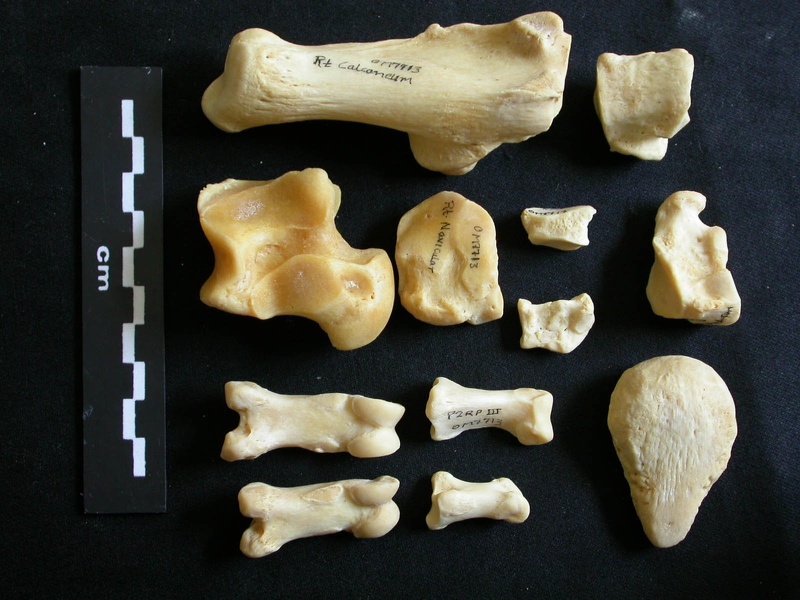 Tarsus and phalanges (15461 visits) Panthera leo - Adult female - Right elementsCollection: Aberdares (Id:OM7713) - Country: Kenya Tarsus and phalanges