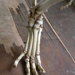 Hindlimb (3078 visits) Panthera leo - Adult female - Right elementsCollection: Aberdares (Id:OM7713) - Country: Kenya Hindlimb