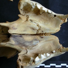 Skull: ventral sight (2071 visits) Panthera leo - JuvenileCollection: Nanyuki (Id:OM888) - Country: Kenya Skull: ventral sight