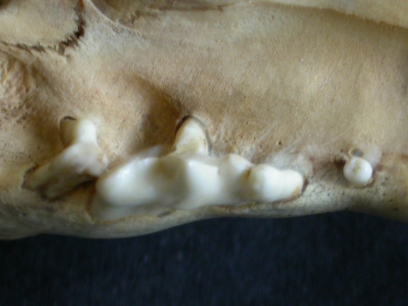 Higher teeth (2021 visits) Panthera leo - JuvenileCollection: Nanyuki (Id:OM888) - Country: Kenya Higher teeth