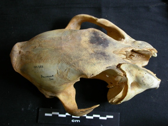 Skull: frontal sight (2012 visits) Panthera leo - JuvenileCollection: Nanyuki (Id:OM888) - Country: Kenya Skull: frontal sight