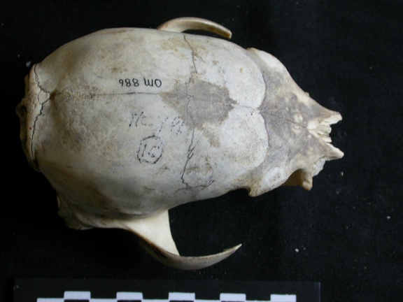 Skull: frontal sight (2076 visits) Panthera leo - JuvenileCollection: Nanyuki (Id:OM888) - Country: Kenya Skull: frontal sight