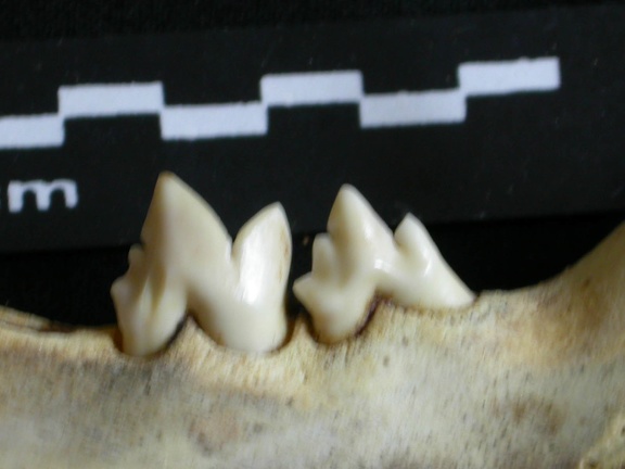 Lower teeth (1994 visits) Panthera leo - Juvenile - Right elementCollection: Nanyuki (Id:OM888) - Country: Kenya Lower teeth