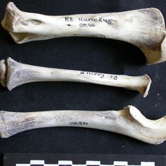 Humerus,radius and ulna (3486 visits) Panthera leo - Juvenile (9 months) - Right elementsCollection: Seronera (Id:OM886) - Country: Kenya ... Humerus,radius and ulna