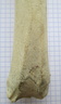 Radius G dist dors