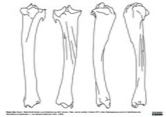 Tibia