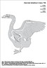 Domestic goose