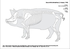 Cerdo
