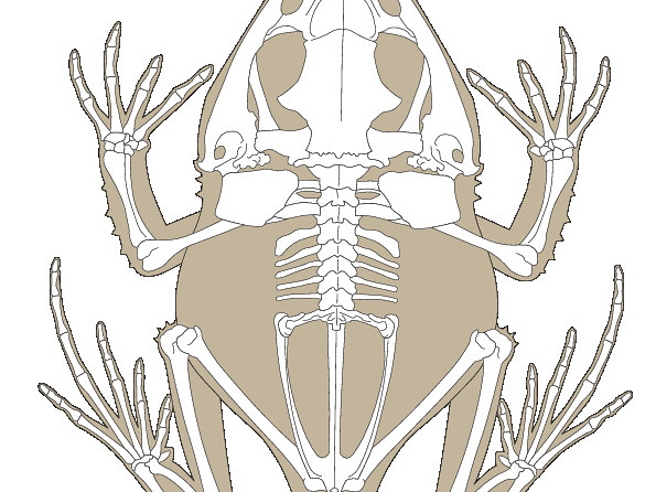 Rana cornuda de las Islas Salomón