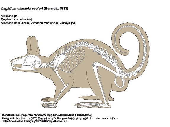 Vizcacha de la sierra