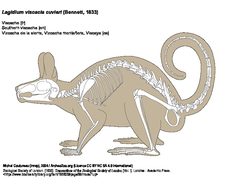 Vizcacha de la sierra