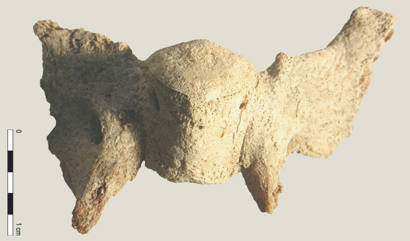 Crâne : basisphénoïde (18292 visites) Equus caballus - Fœtus (22 semaines) - Face latéraleCollection : Laboratoire d'Archéozoologie de ... Crâne : basisphénoïde