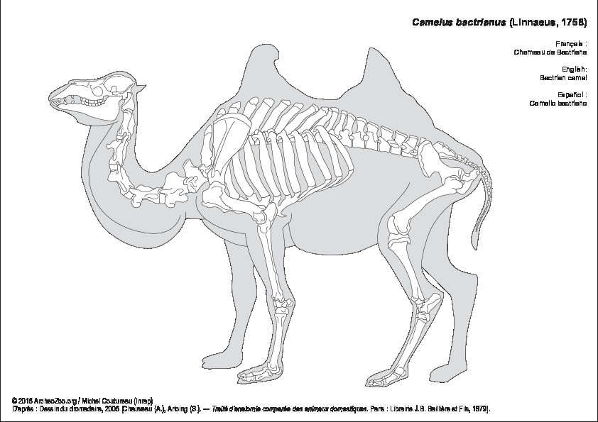 Chameau de Bactriane