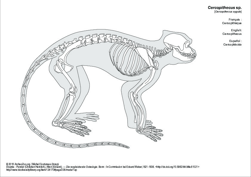 Cercopithèque (6474 visites) Pander (Christian Heinrich), Alton (Eduard). ― Die vergleichende Osteologie. Bonn : In Commission ... Cercopithèque