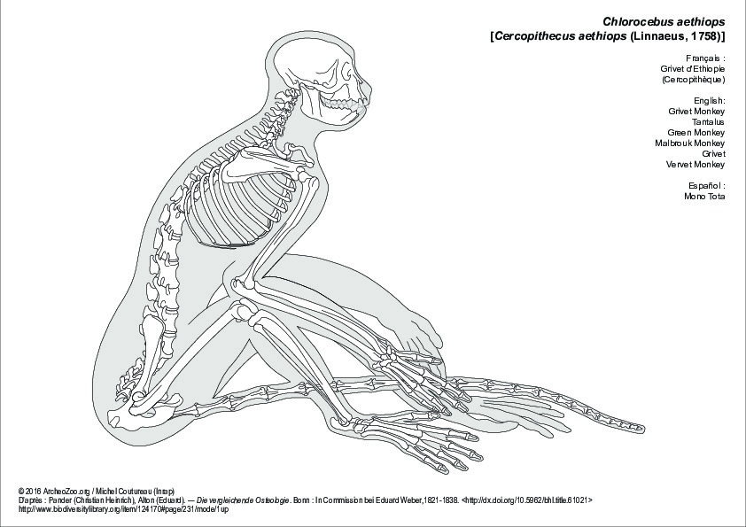 Grivet d'Ethiopie (6393 visites) Pander (Christian Heinrich), Alton (Eduard). ― Die vergleichende Osteologie. Bonn : In Commission ... Grivet d'Ethiopie