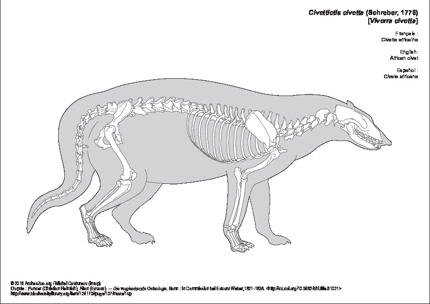 Civette africaine (6736 visites) Pander (Christian Heinrich), Alton (Eduard). ― Die vergleichende Osteologie. Bonn : In Commission ... Civette africaine