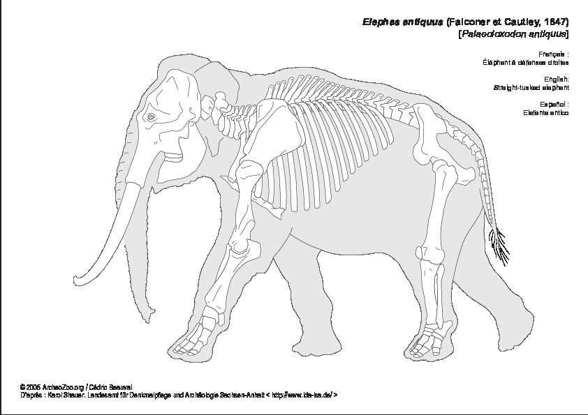 Éléphant à défenses droites