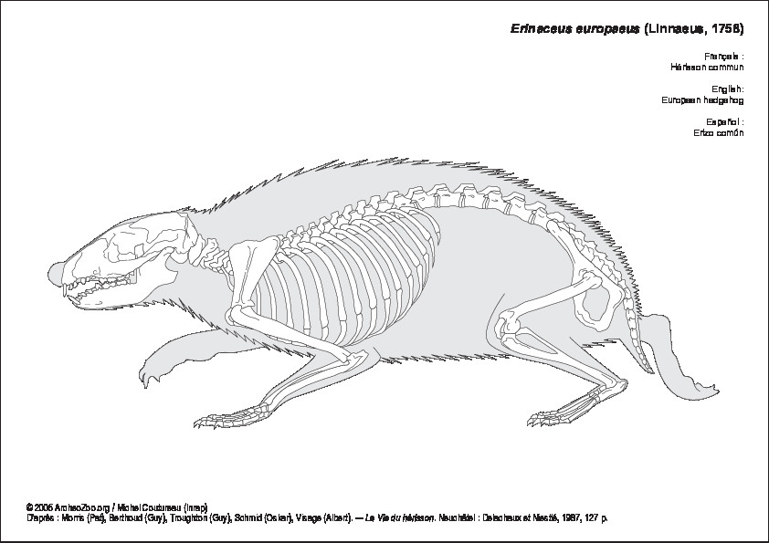 European hedgehog