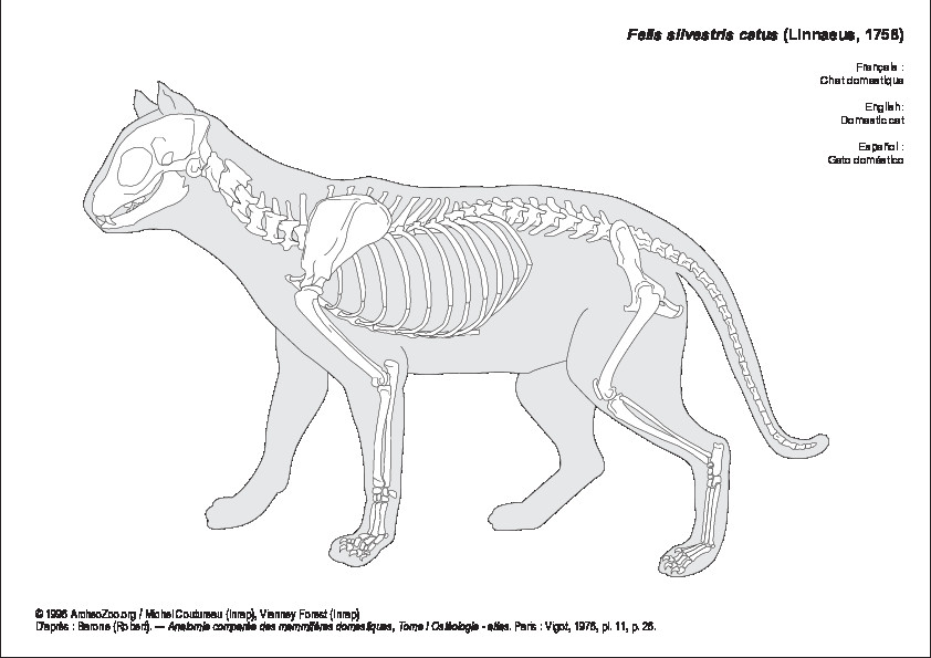 Chat domestique (8056 visites) Barone (Robert). ― Anatomie comparée des mammifères domestiques, Tome I Ostéologie - atlas. Par... Chat domestique