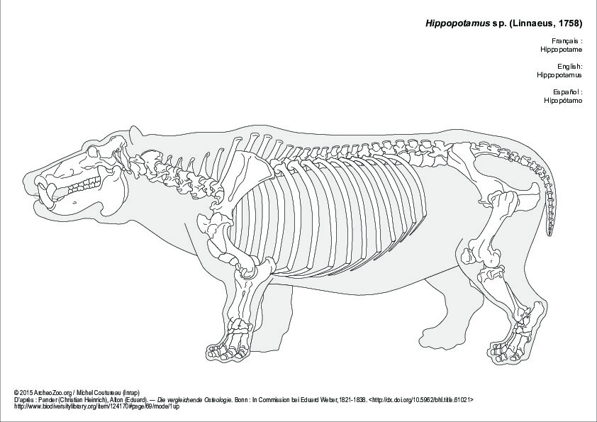 Hippopotame (6628 visites) Pander (Christian Heinrich), Alton (Eduard). ― Die vergleichende Osteologie. Bonn : In Commission ... Hippopotame