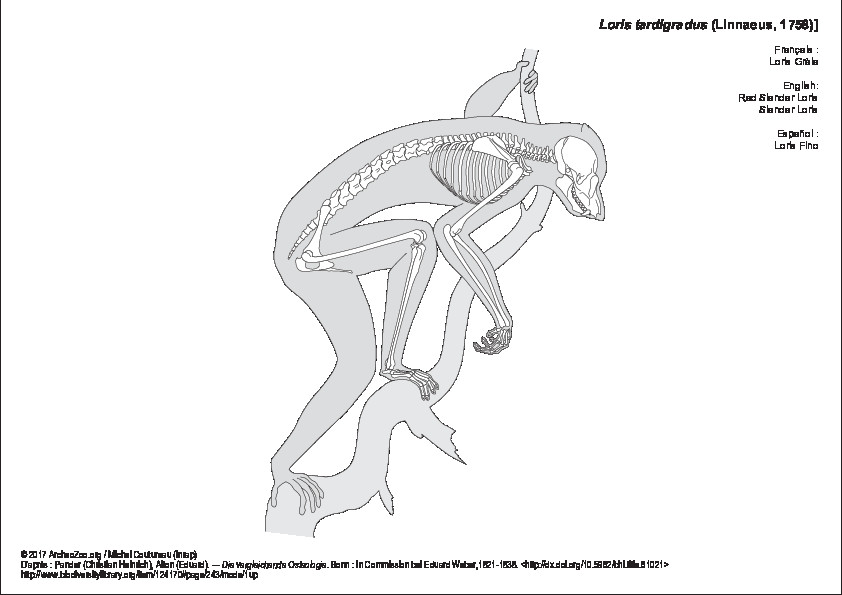 Loris Fino (6136 visitas) Pander (Christian Heinrich), Alton (Eduard). ― Die vergleichende Osteologie. Bonn : In Commission ... Loris Fino