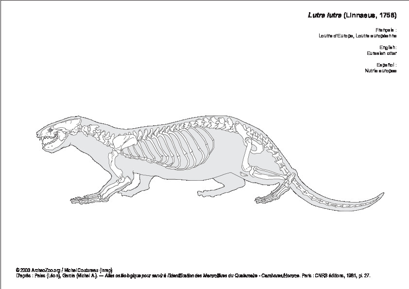 Loutre d'Europe