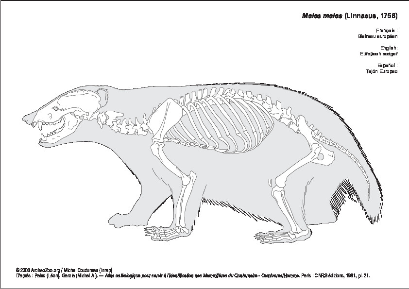Tejón Europeo (6821 visitas) Pales (Léon), Garcia (Michel A.). ― Atlas ostéologique pour servir à l’identification des Mam... Tejón Europeo
