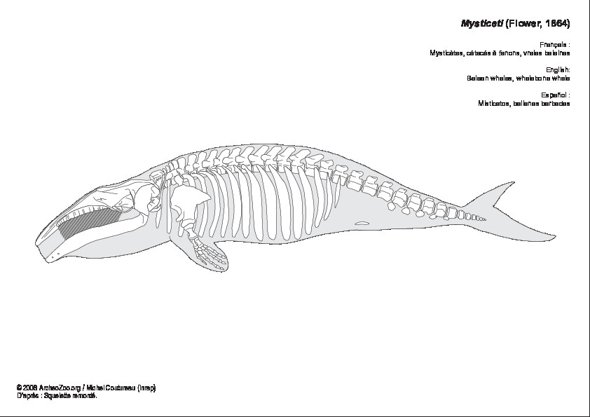 Ballenas barbadas (7930 visitas) Ballenas barbadas