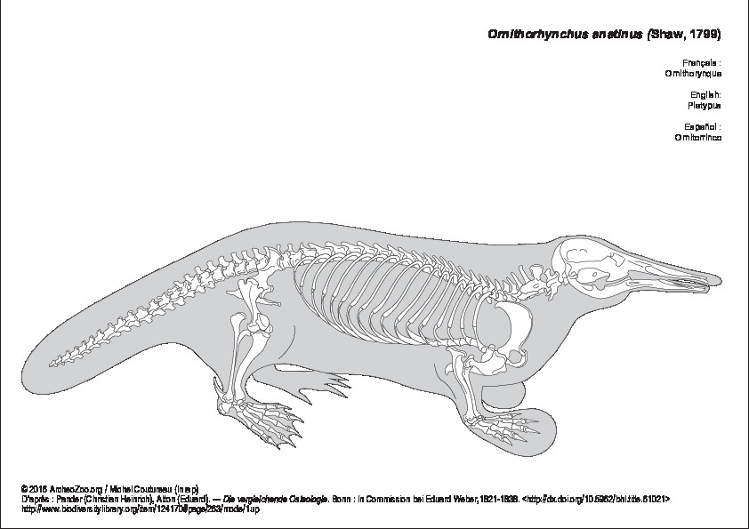 Ornithorynque (7075 visites) Pander (Christian Heinrich), Alton (Eduard). ― Die vergleichende Osteologie. Bonn : In Commission ... Ornithorynque