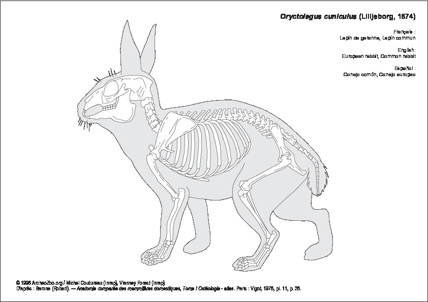 Lapin de garenne (7465 visites) Barone (Robert). ― Anatomie comparée des mammifères domestiques, Tome I Ostéologie - atlas. Par... Lapin de garenne