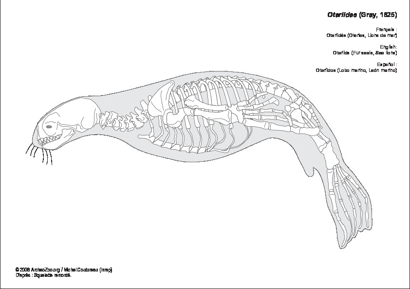 Otariids