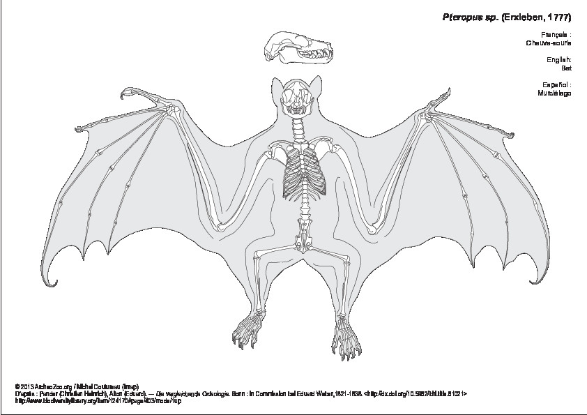 Chauve-souris (6922 visites) Pander (Christian Heinrich), Alton (Eduard). ― Die vergleichende Osteologie. Bonn : In Commission ... Chauve-souris